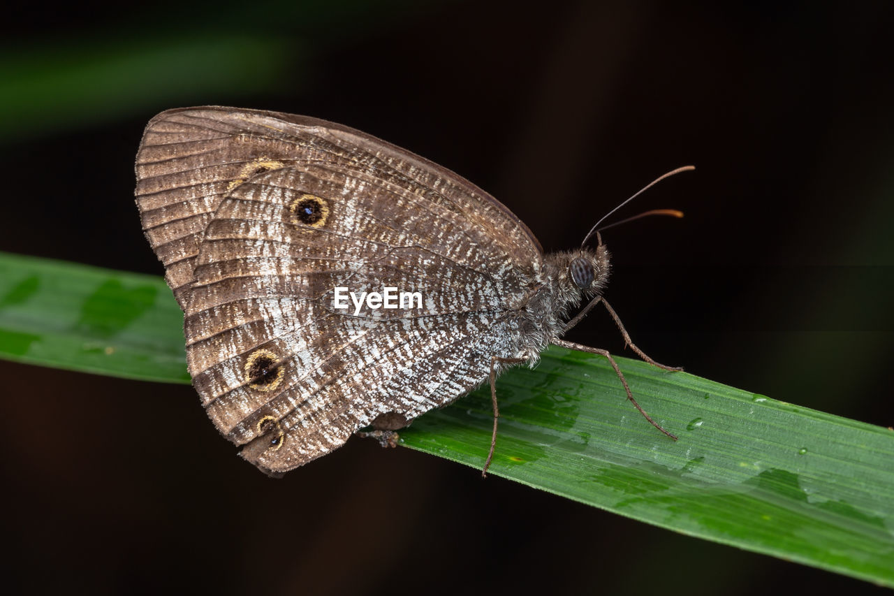 CLOSE UP OF BUTTERFLY