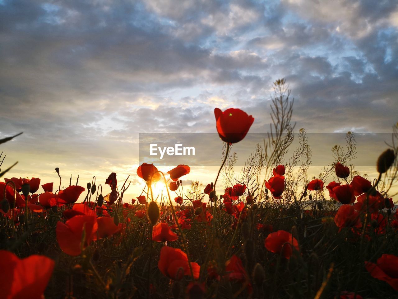 CLOSE-UP OF POPPIES ON FIELD AGAINST SKY