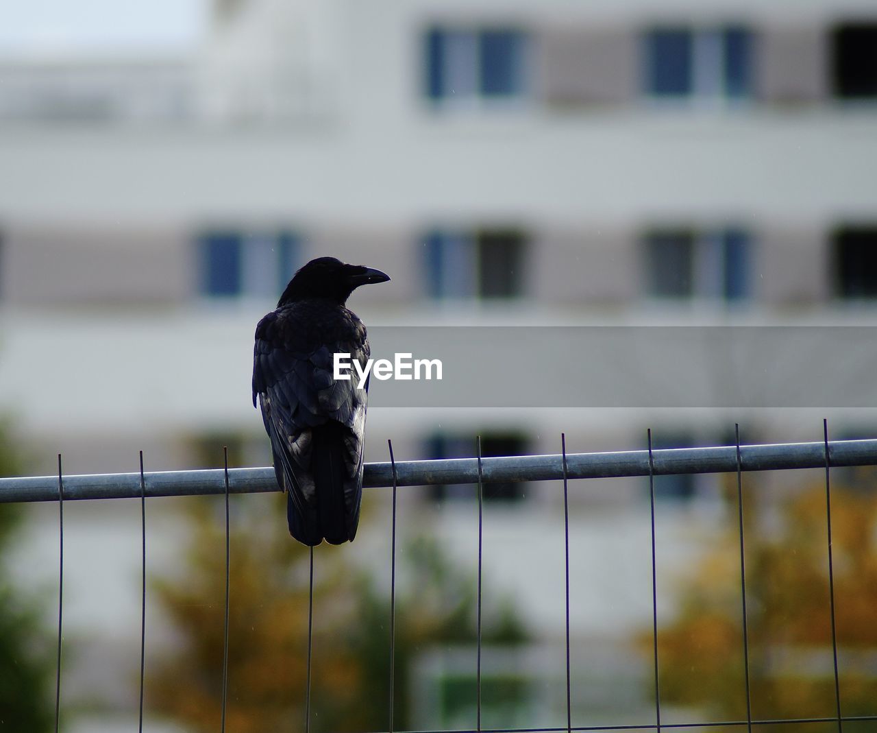 Close-up of bird perching on railing