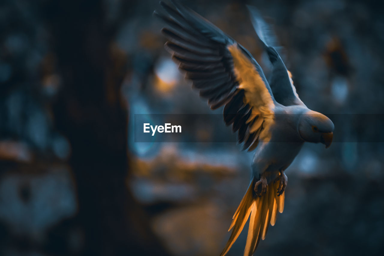 bird, animal, animal themes, flying, animal wildlife, wildlife, spread wings, one animal, animal body part, no people, motion, nature, beak, focus on foreground, outdoors, wing, animal wing, bird of prey