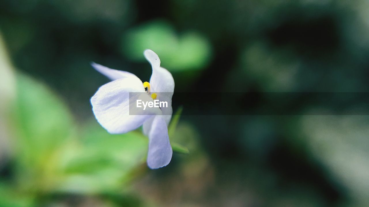 CLOSE-UP OF FLOWER BLOOMING OUTDOORS