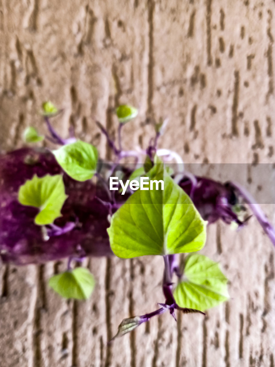 plant, plant part, leaf, nature, purple, green, growth, close-up, flower, beauty in nature, freshness, flowering plant, no people, fragility, focus on foreground, branch, day, macro photography, outdoors, wall - building feature, wood, plant stem, botany, selective focus, petal, violet, lilac