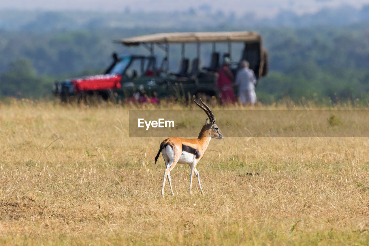 Thomson's gazelle on the savannah with a safari car in the background