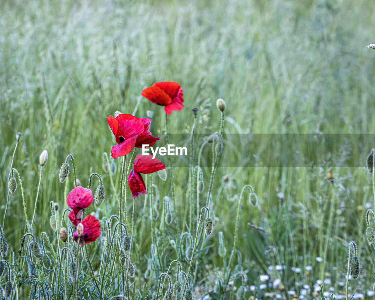 CLOSE-UP OF RED POPPY IN FIELD