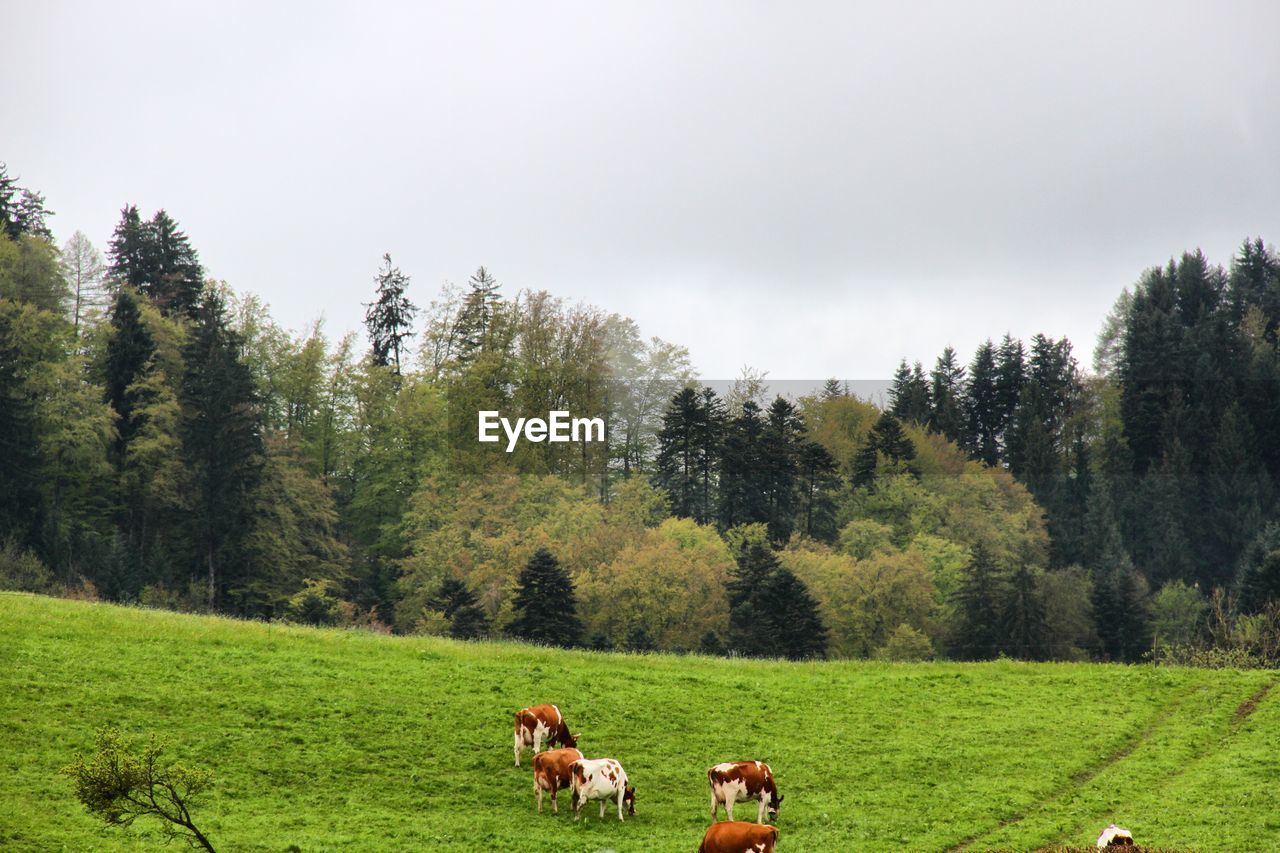 Cows grazing on grassy field