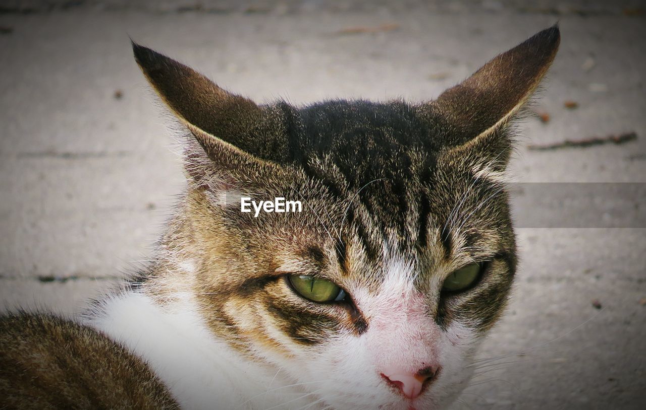 Close-up portrait of cat