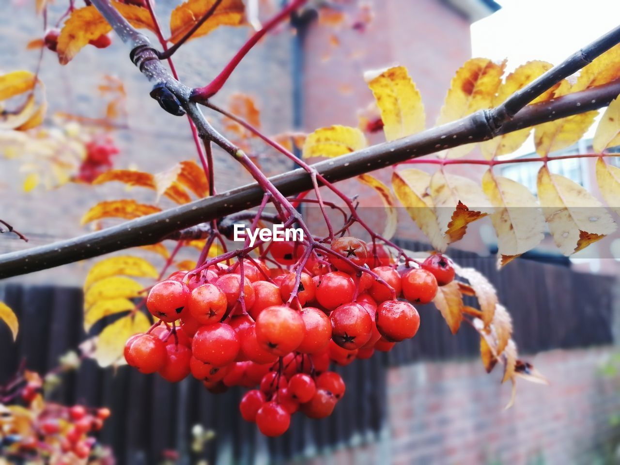 CLOSE-UP OF RED BERRIES GROWING ON PLANT