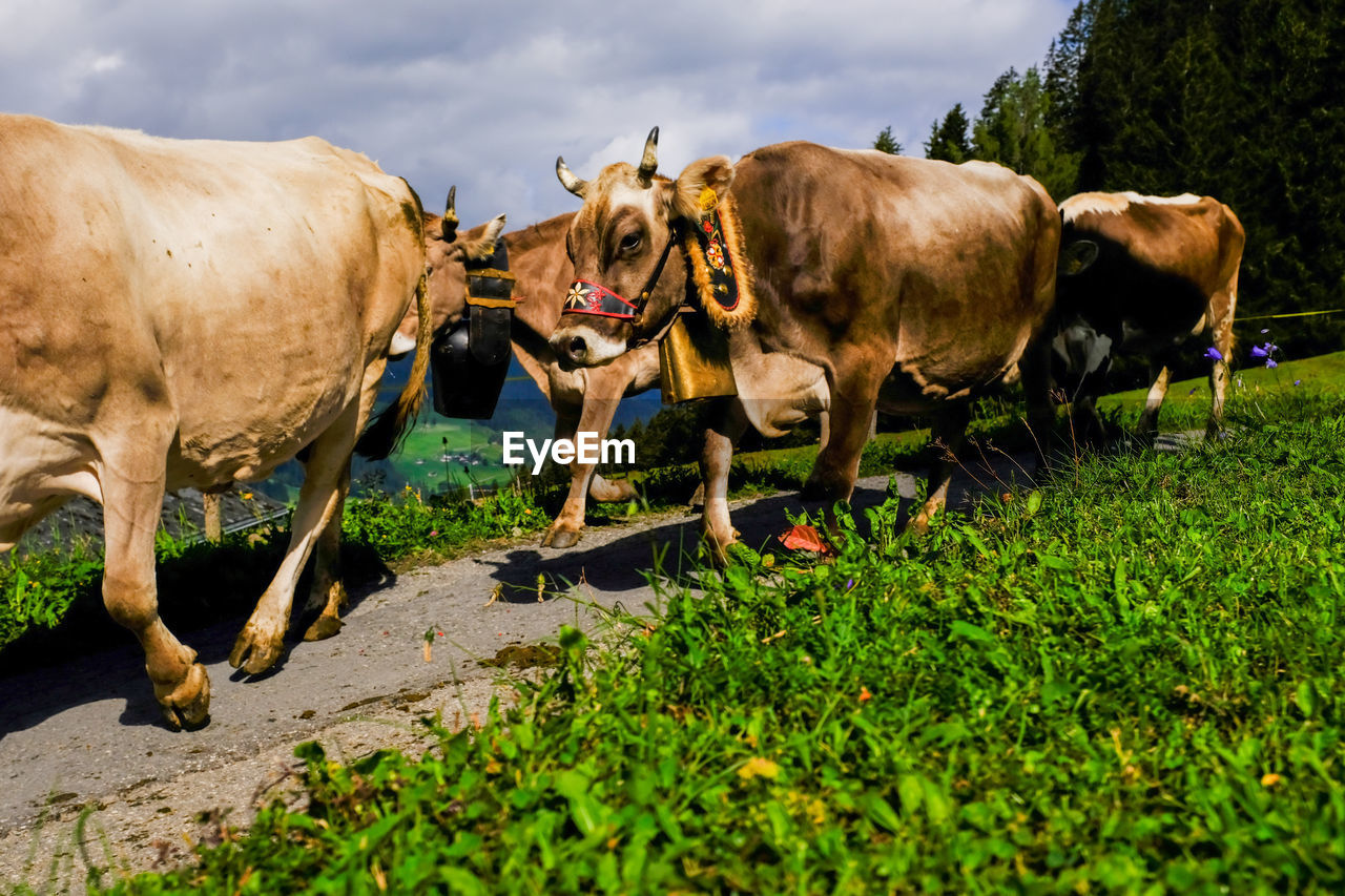 HERD OF COWS ON FIELD