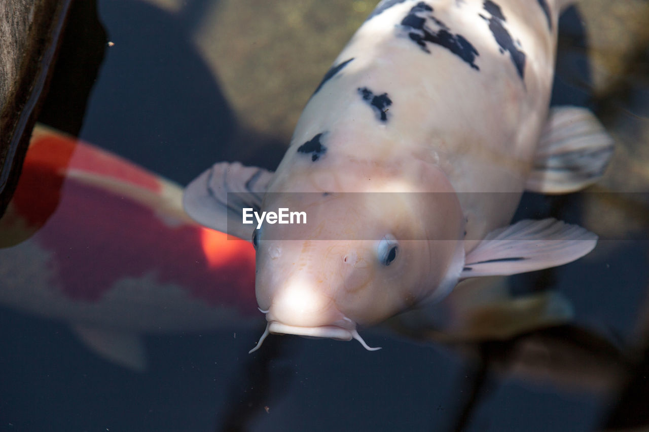 CLOSE-UP OF FISH SWIMMING