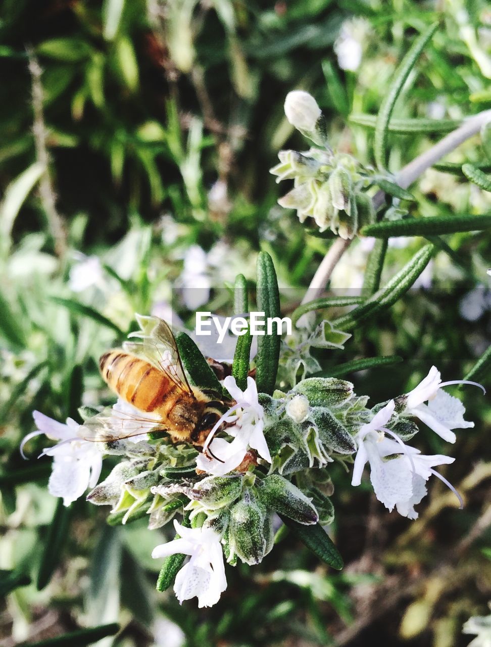 Close-up high angle view of insect on flowers