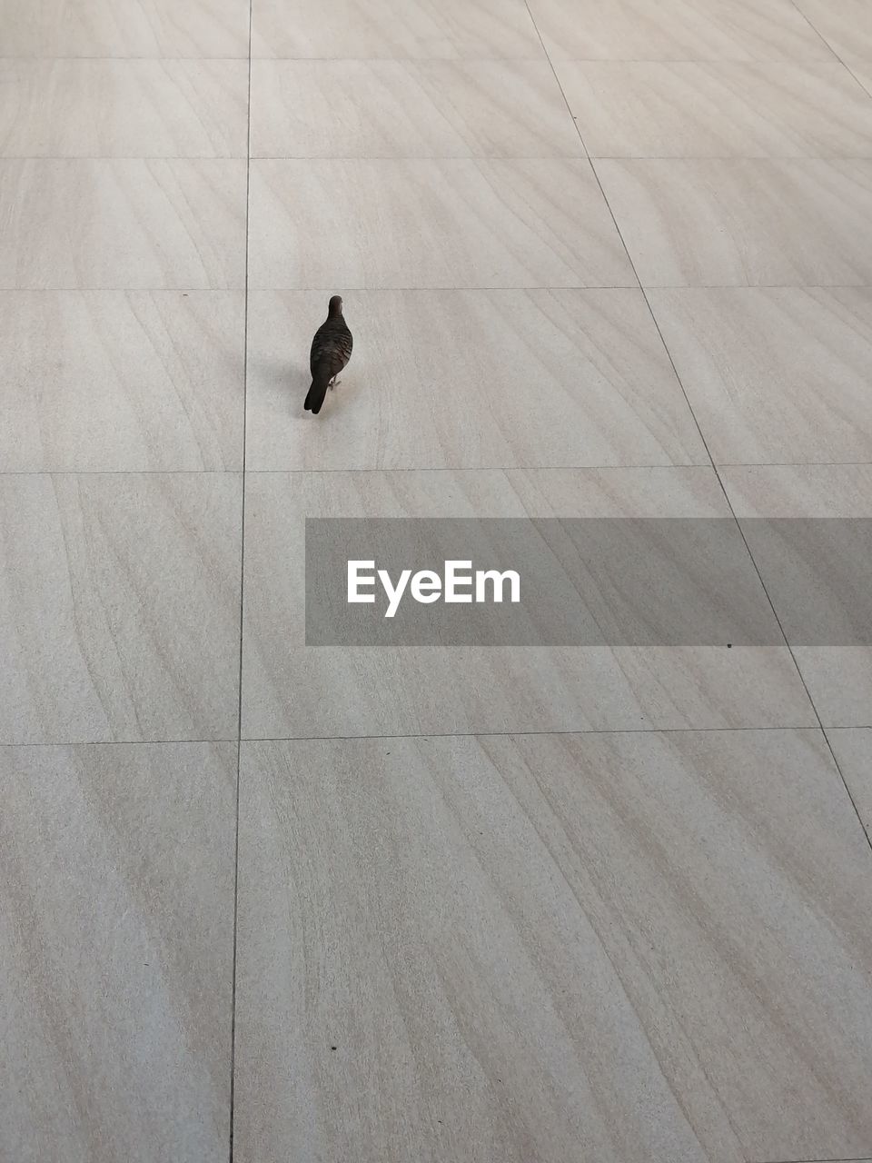 HIGH ANGLE VIEW OF BIRDS WALKING ON FLOOR