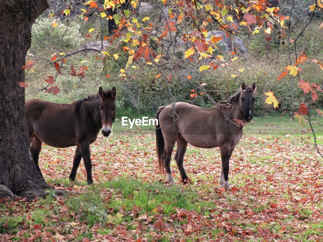 HORSES STANDING IN A PARK