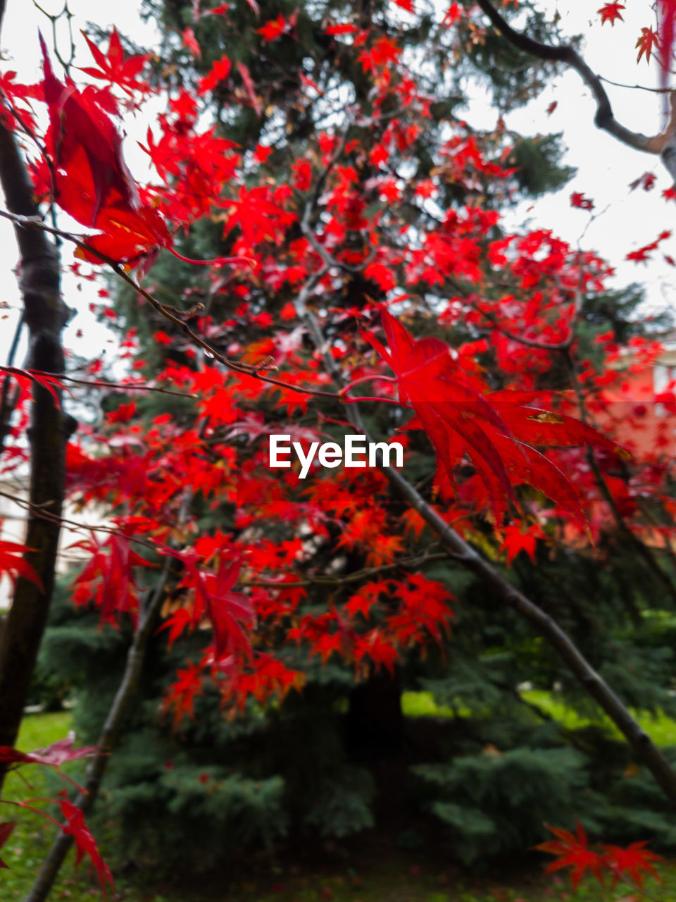 CLOSE-UP OF RED MAPLE TREE DURING AUTUMN