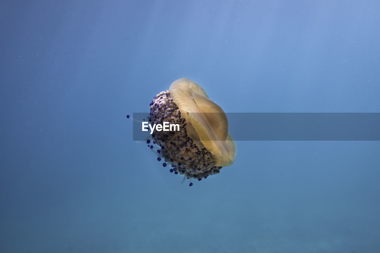 Close-up of jellyfish swimming in sea