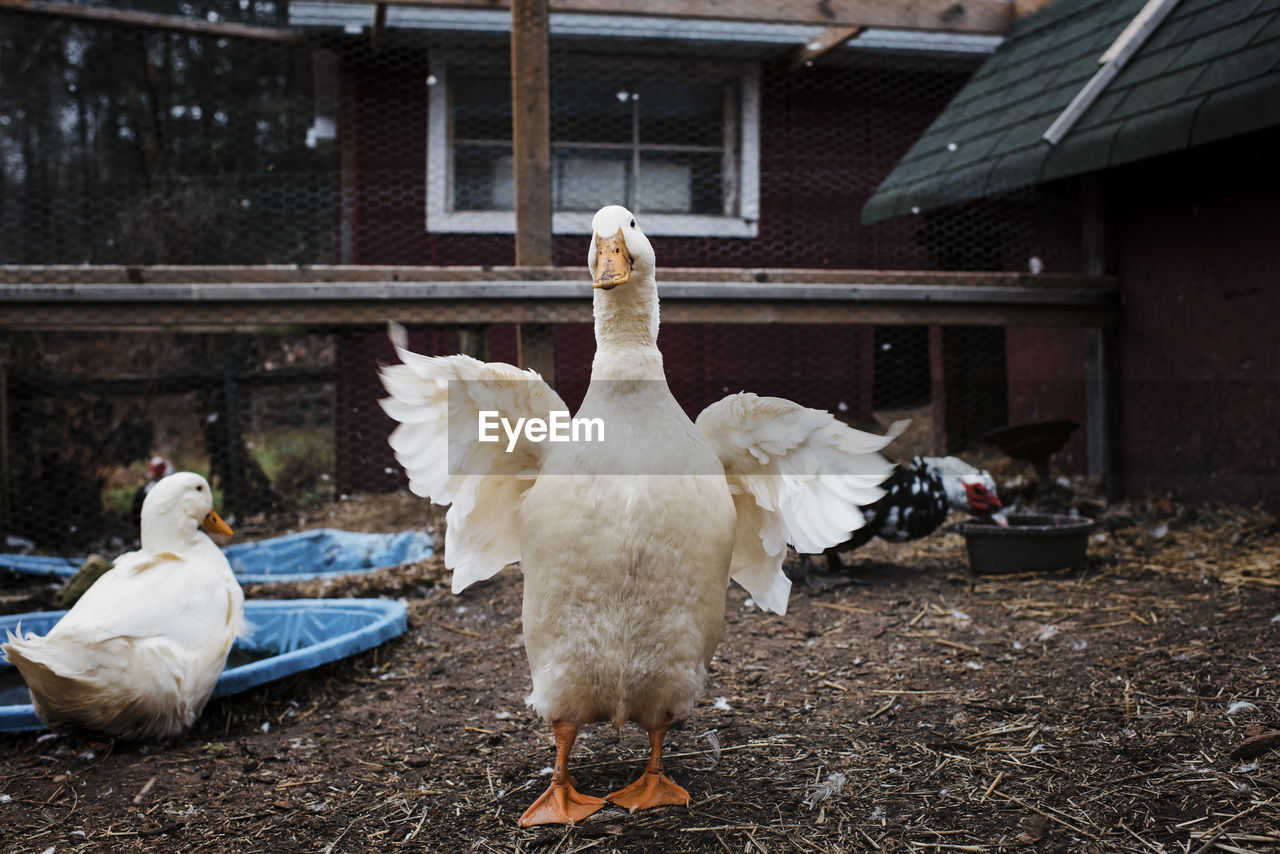 Ducks at poultry farm