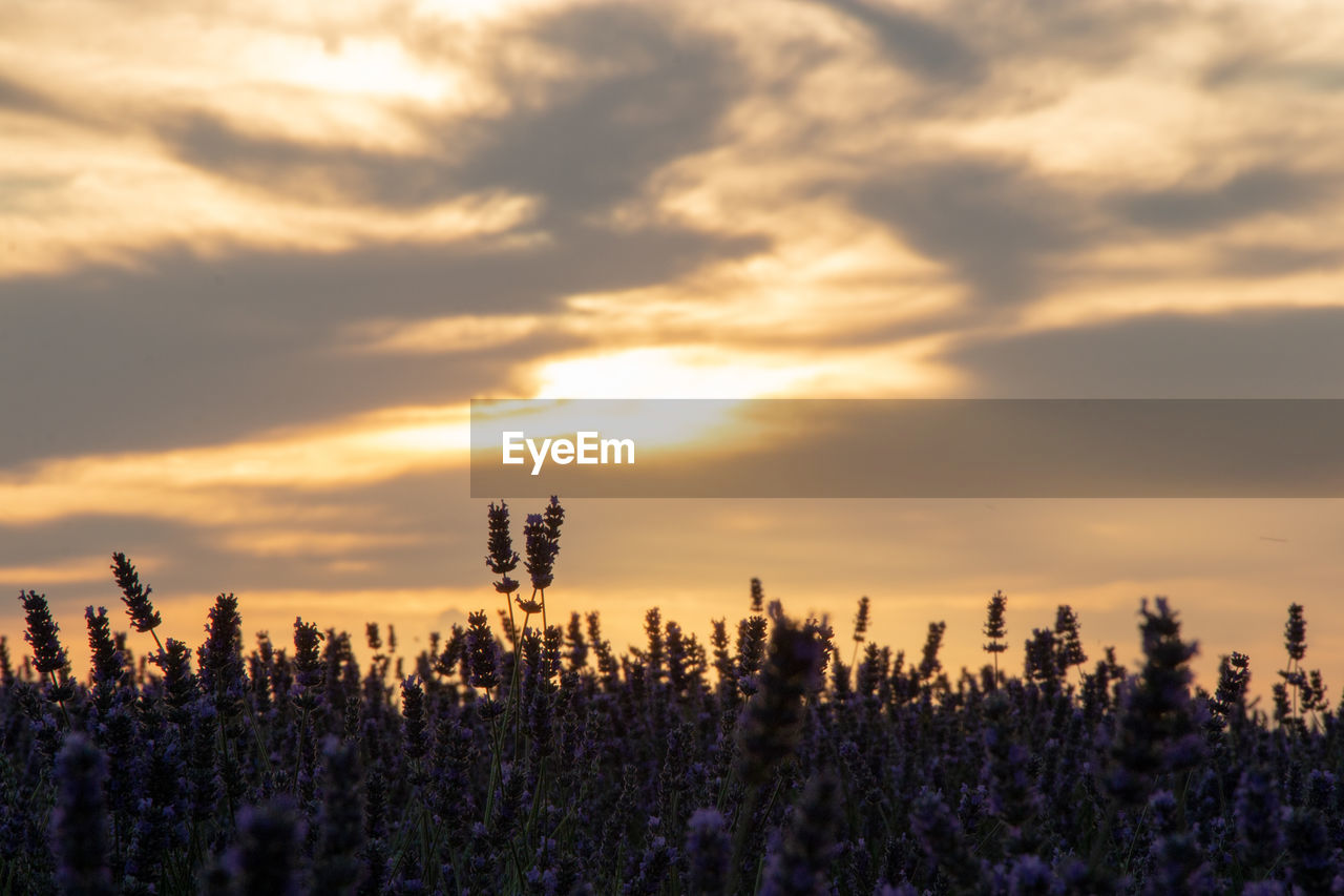 Lavender field