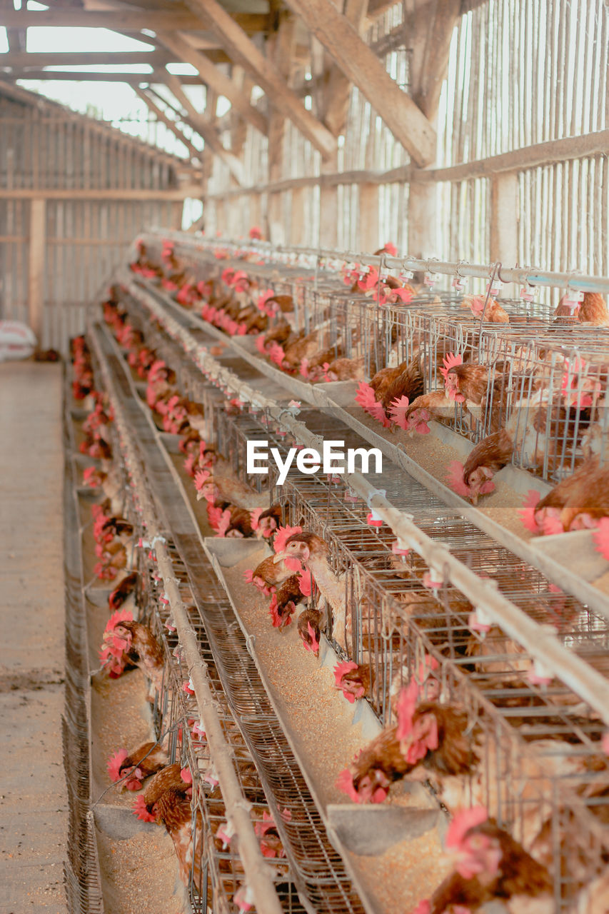 agriculture, food, indoors, food and drink, architecture, business, nature, animal, livestock, bird, no people, chicken, domestic animals, animal themes, organic, building, day, farm, industry, abundance, poultry, business finance and industry, meat, large group of animals