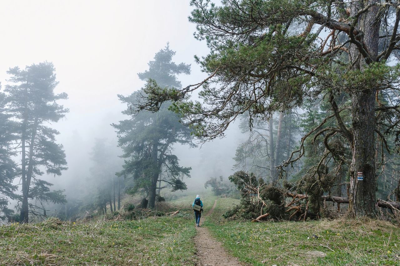 Rear view of person walking on trail in foggy weather
