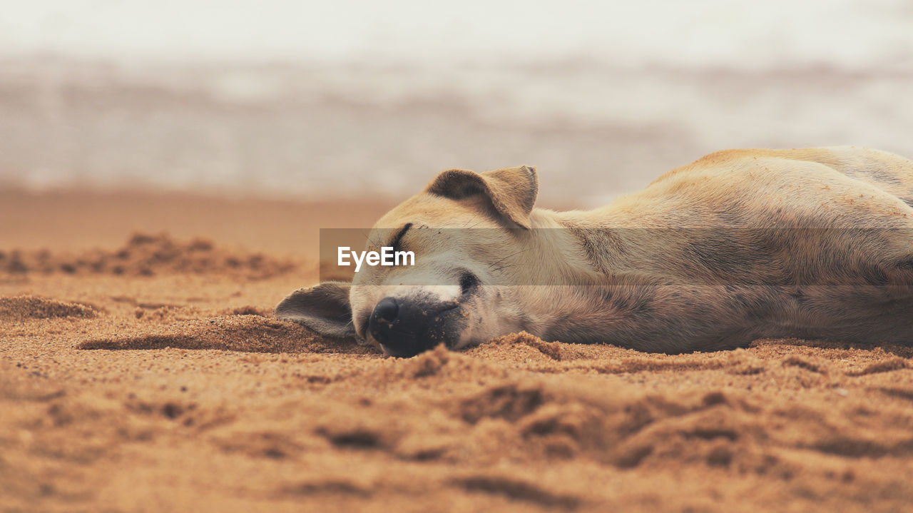 View of an animal lying on sand