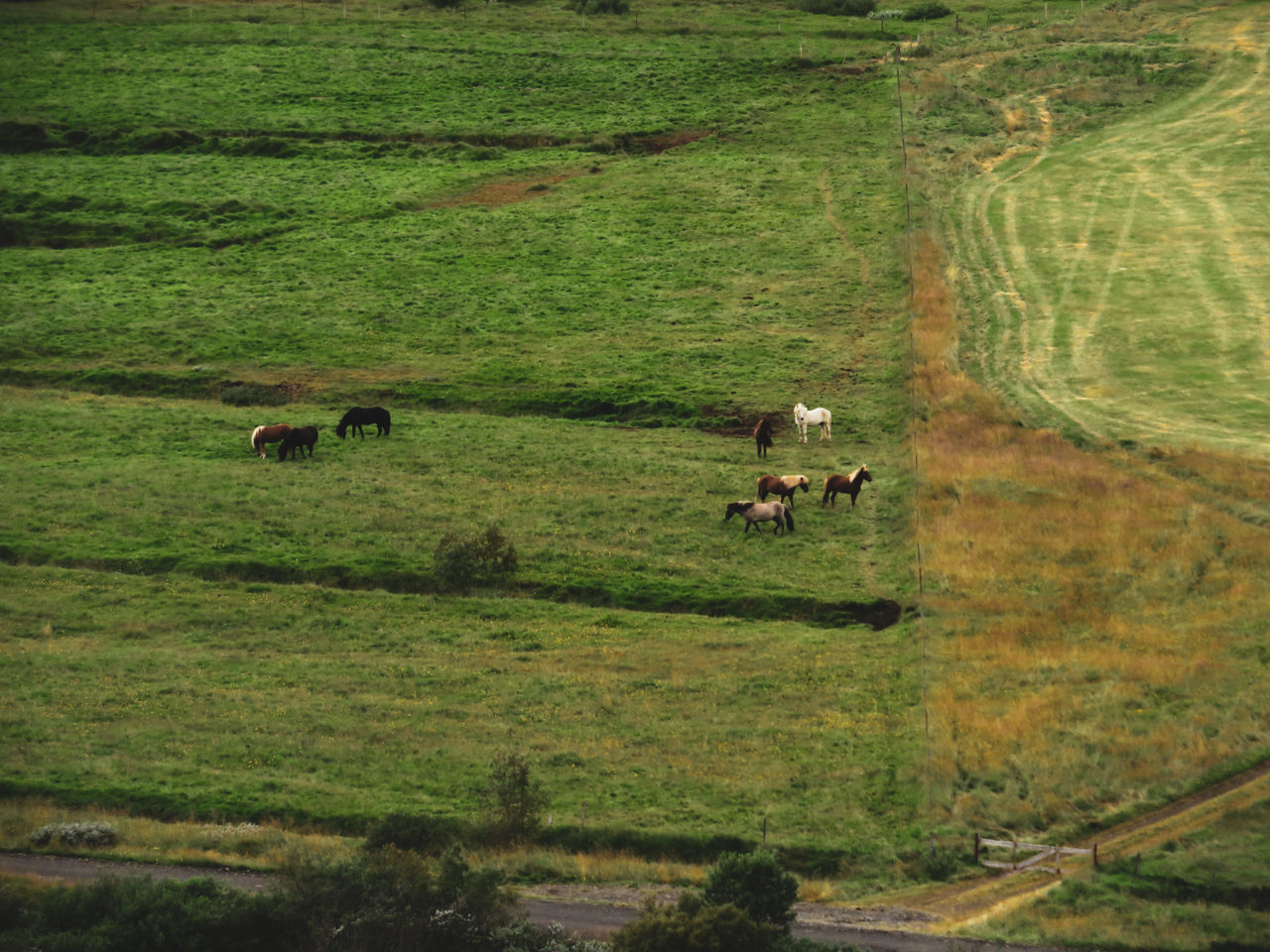 Horses on a field.