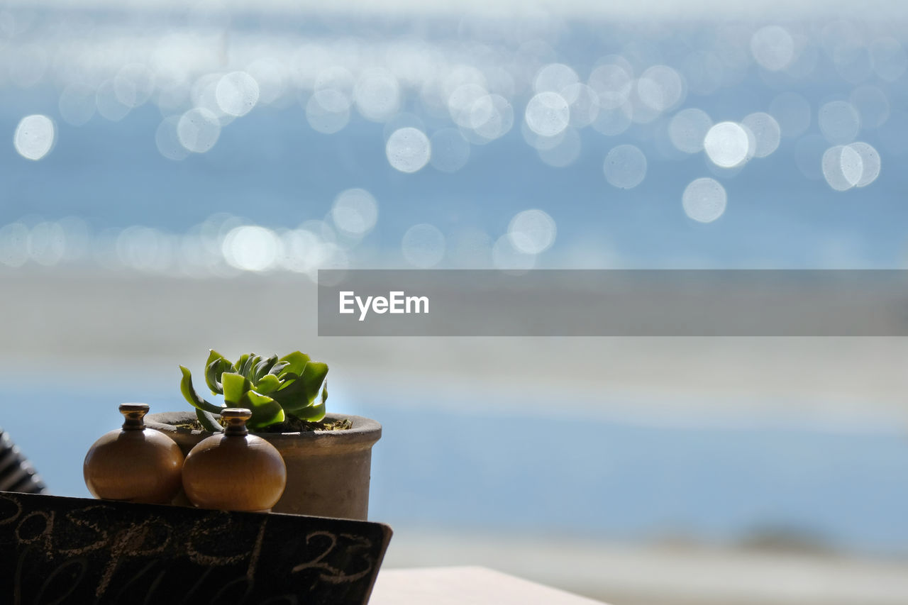 Close-up of potted plant against sky