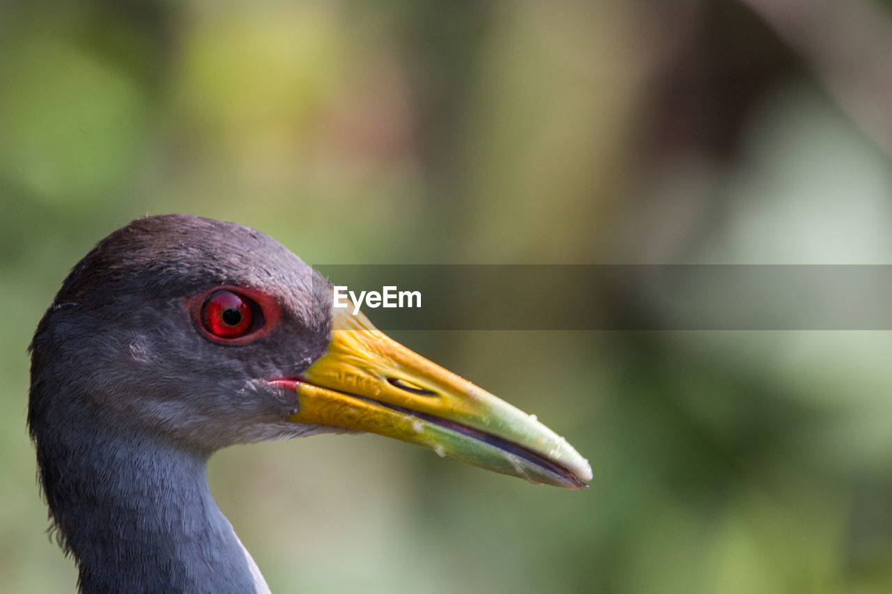 CLOSE-UP OF PARROT