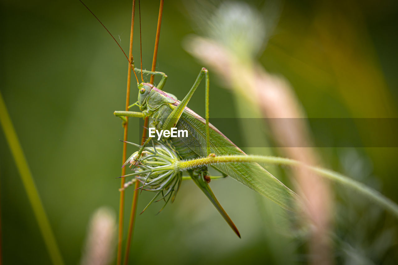 INSECT ON LEAF