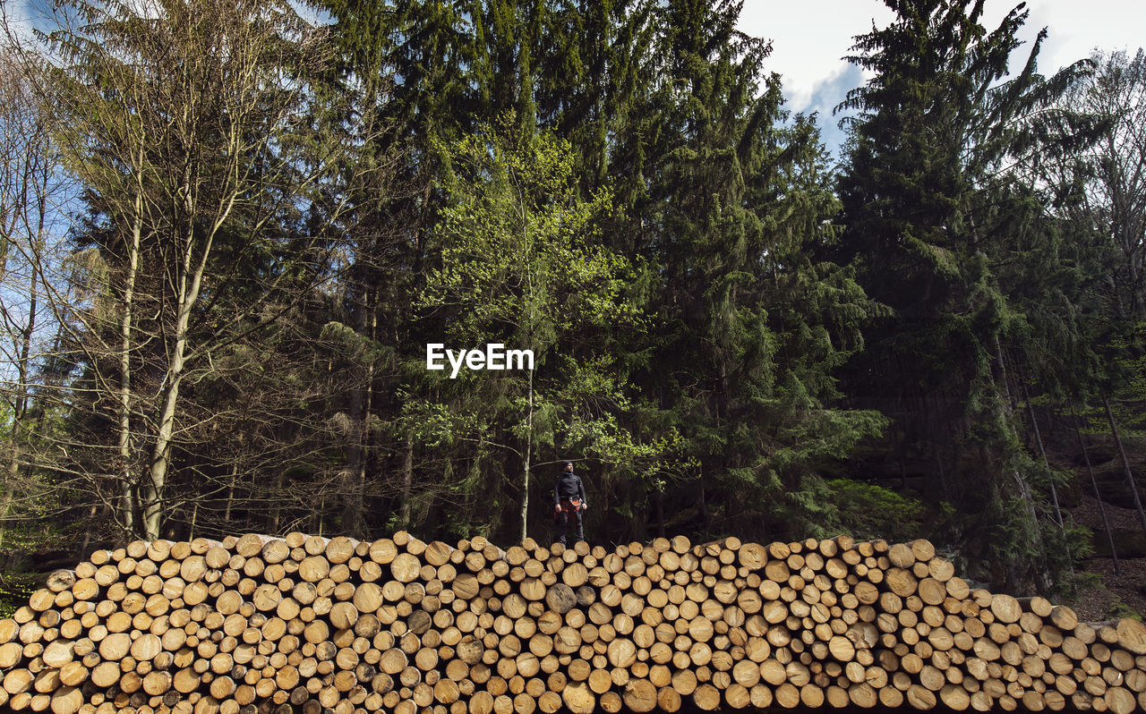 Mid distance view of man standing on woodpile in forest