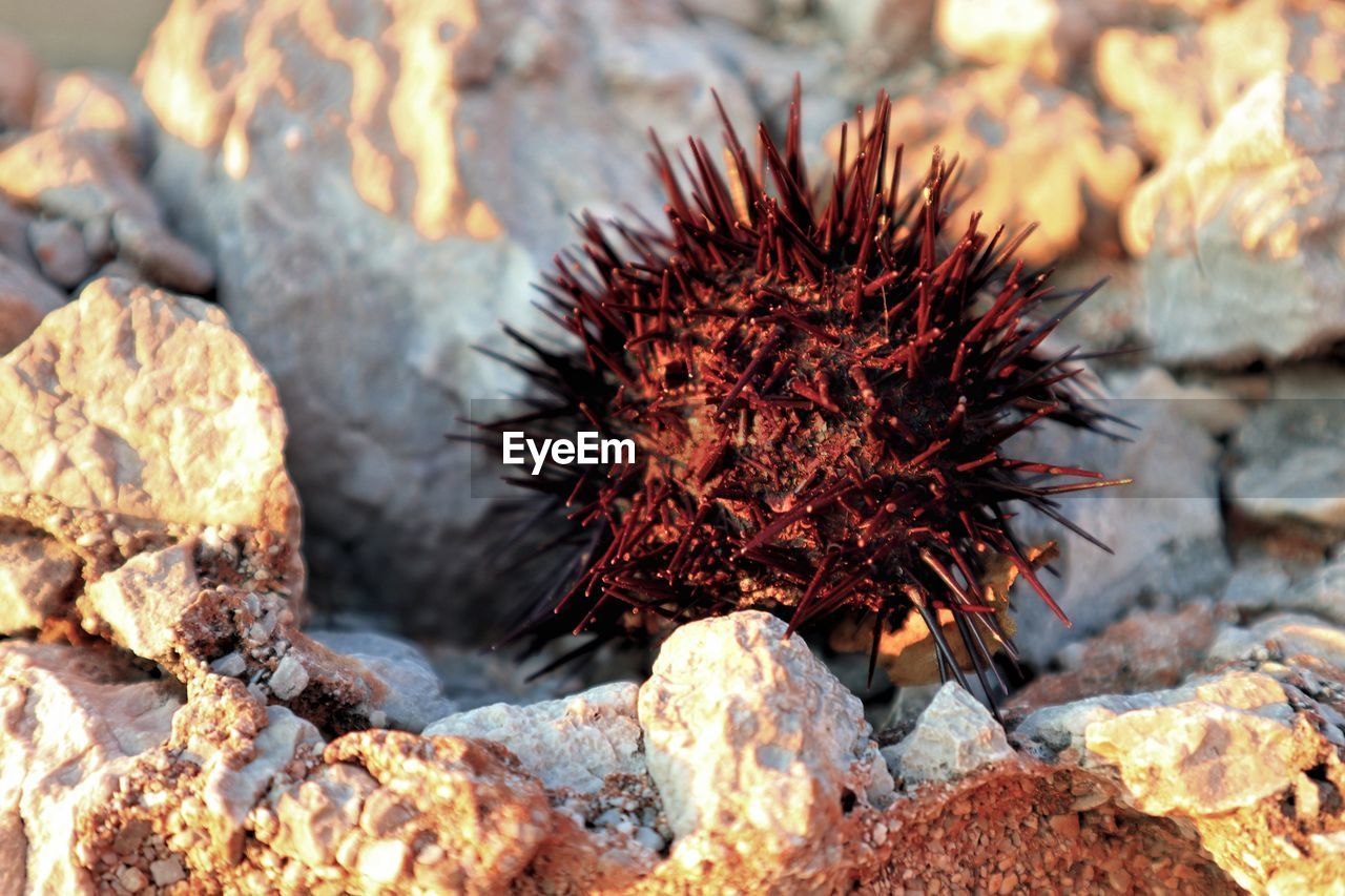 Close-up of dead plant on rock