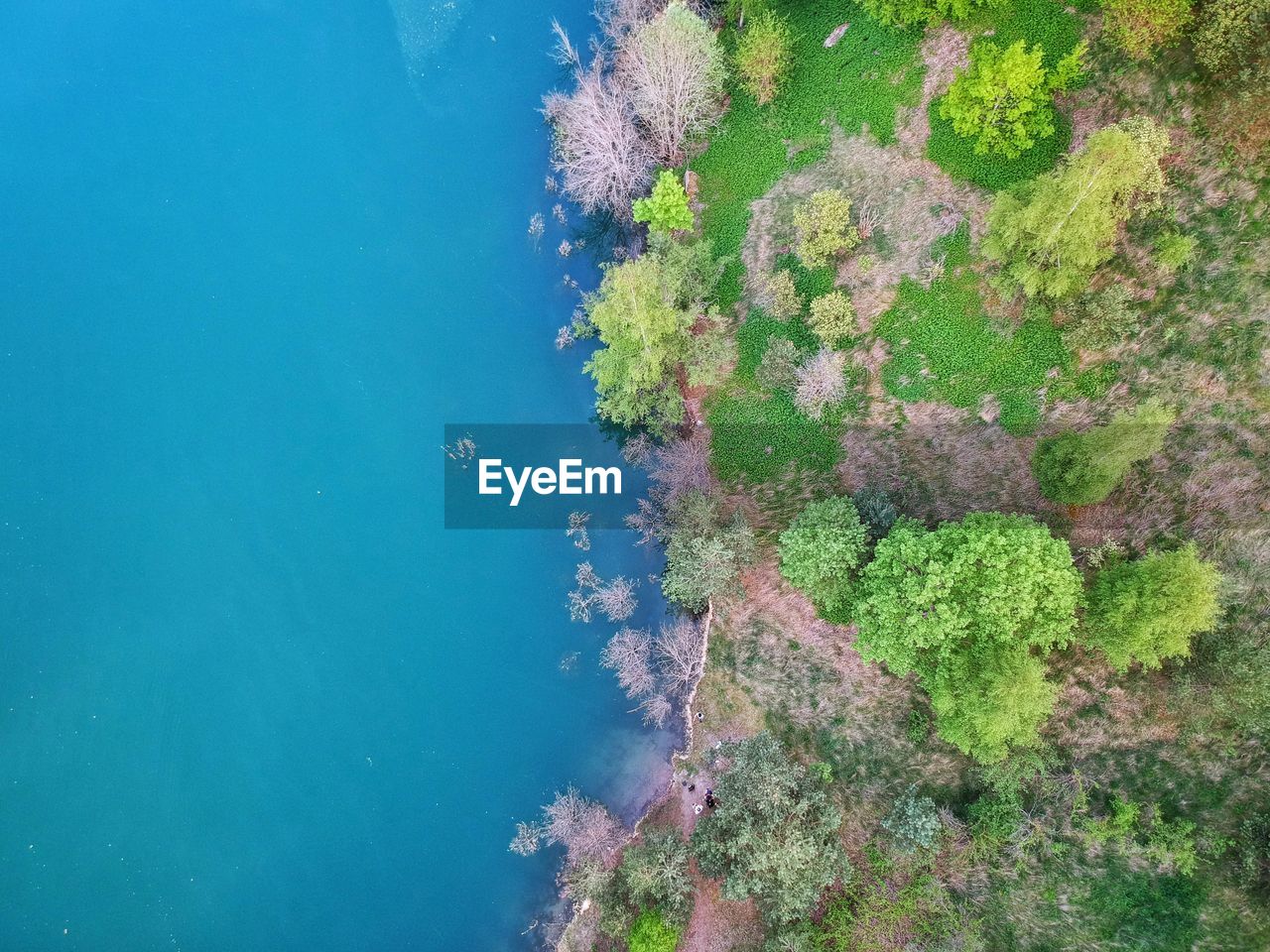 High angle view of plant by sea