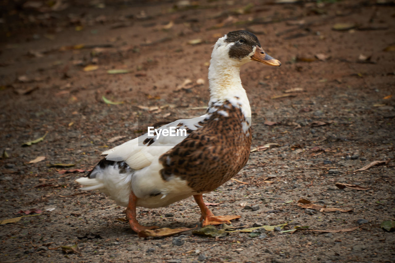 Close-up of duck on field