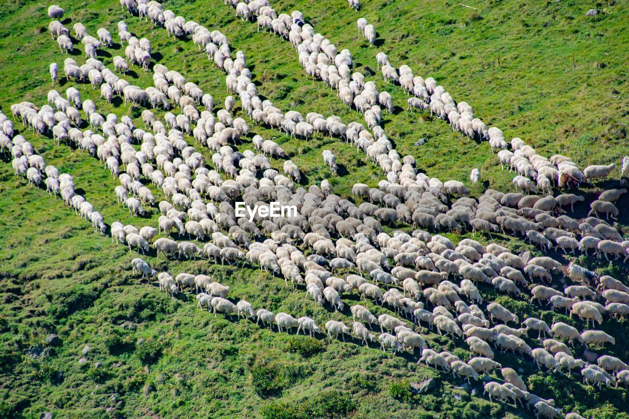 High angle view of sheep standing on field