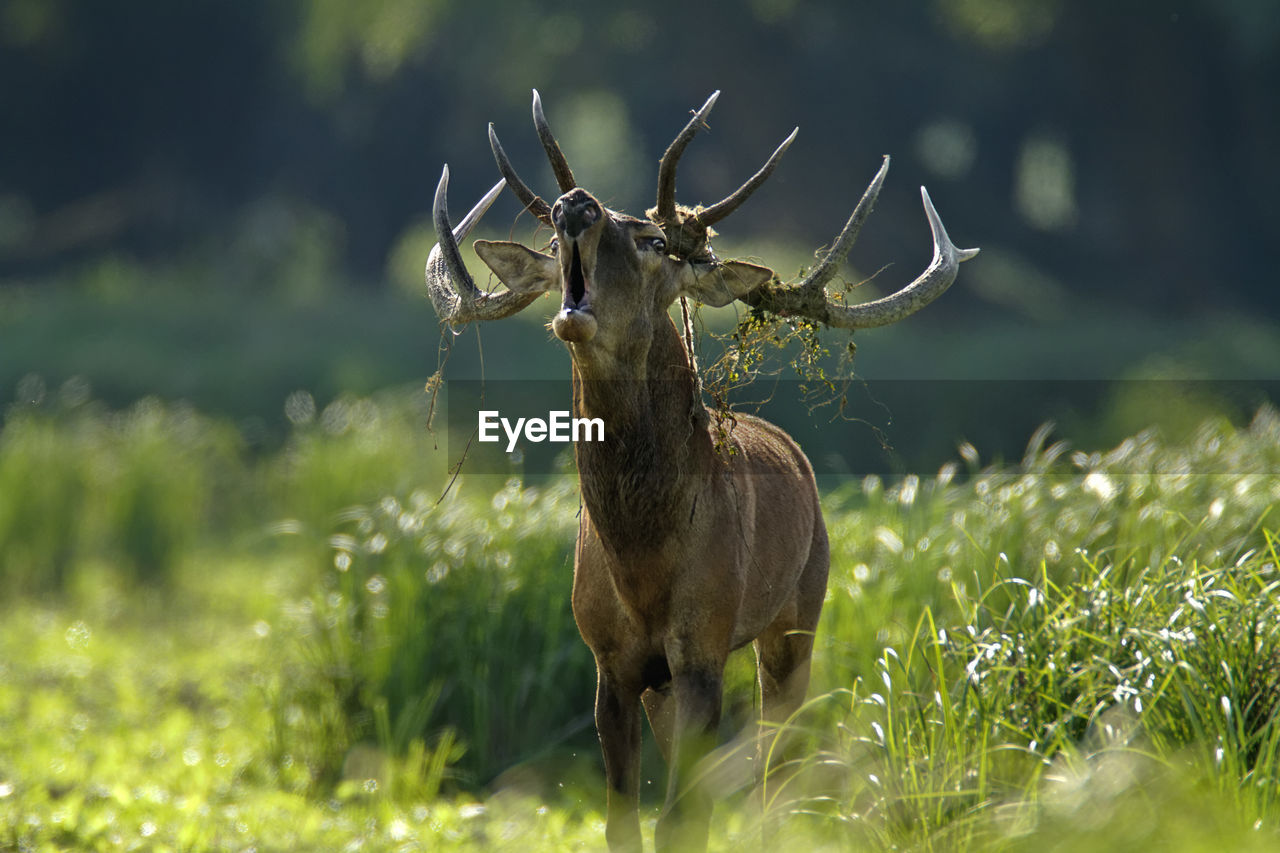 Deer rut in kopacki rit, croatia