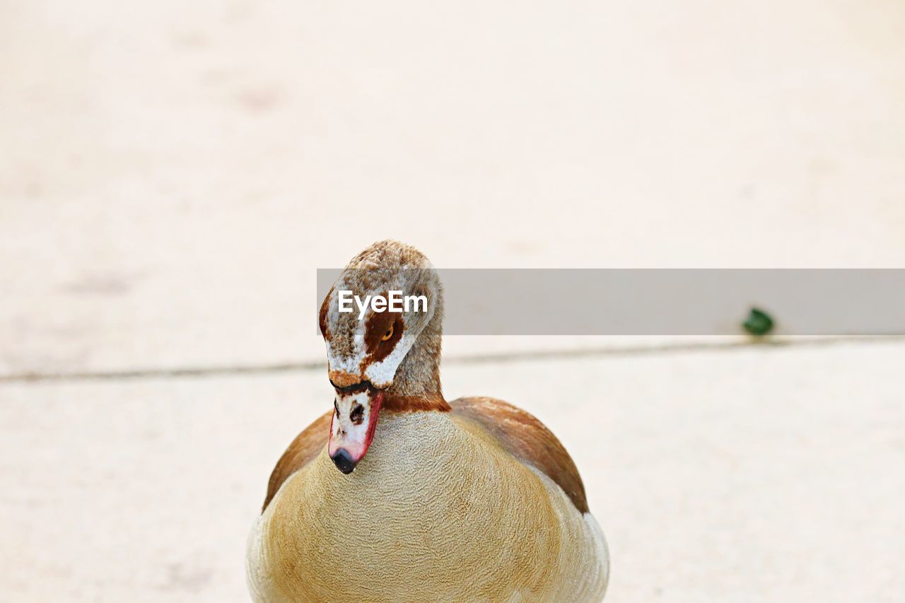 Close-up of a bird on pavement
