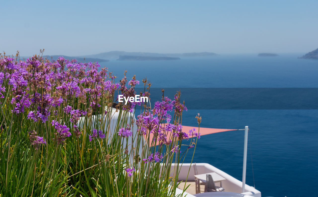 Many plants of agapanthus africanus with purple or pink flowers. behind a terrace with nobody in the greek island of satorini with the best landscape of the aegean sea and the caldera of the