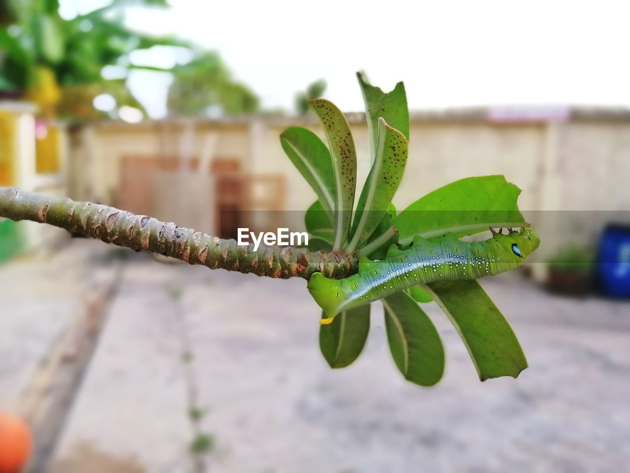 CLOSE-UP OF FRESH POTTED PLANT