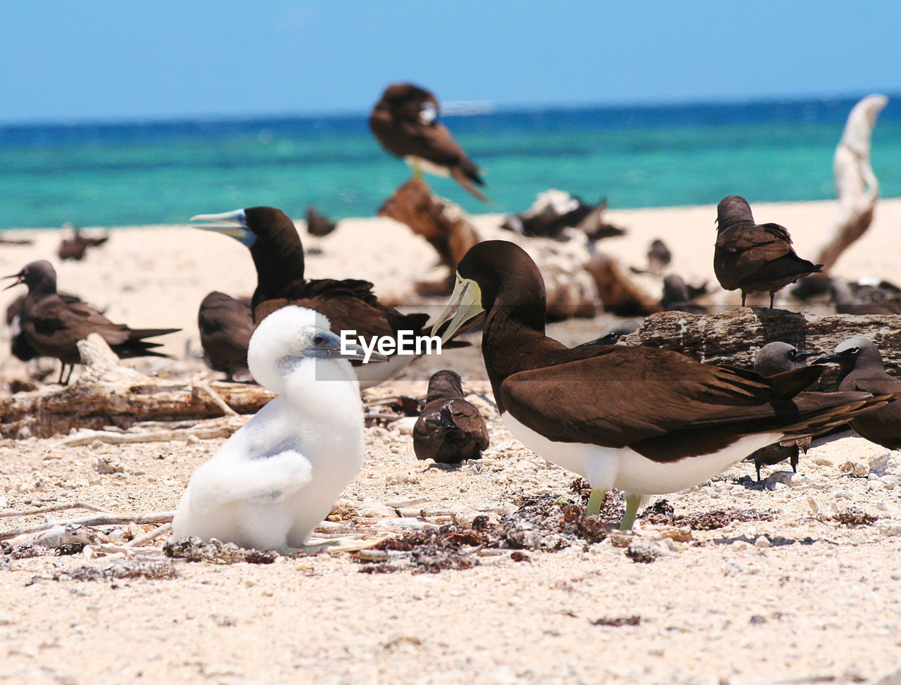 Sula with bebè on beach