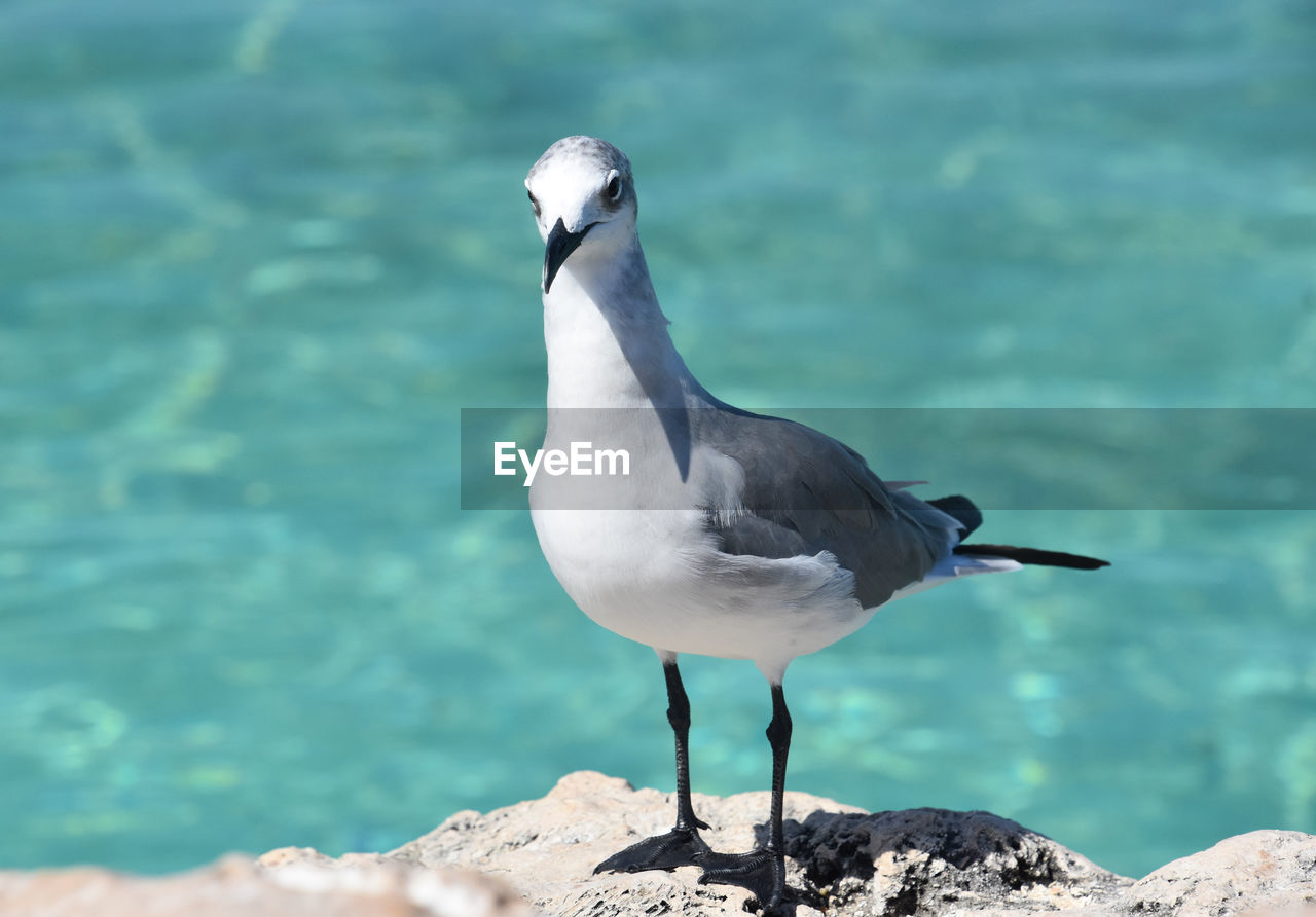 bird, animal themes, animal, animal wildlife, wildlife, one animal, water, beak, nature, rock, no people, full length, sea, perching, day, focus on foreground, seabird, outdoors, sunlight, gull, beauty in nature, standing, side view, seagull