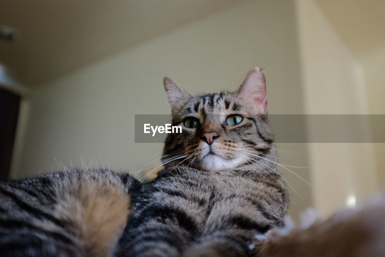 PORTRAIT OF TABBY CAT