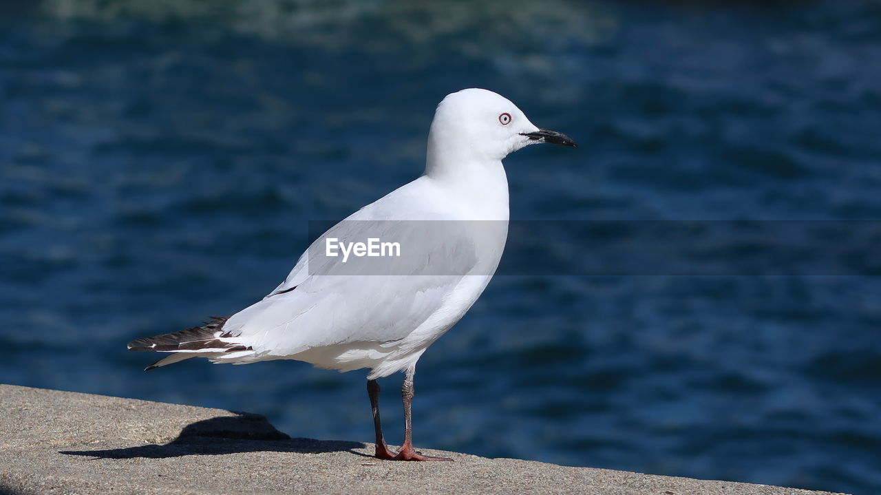 Close-up of seagull perching on a sea