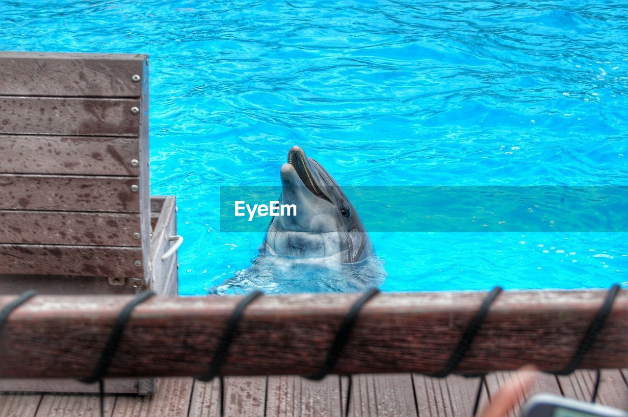 High angle view of dolphin swimming in sea