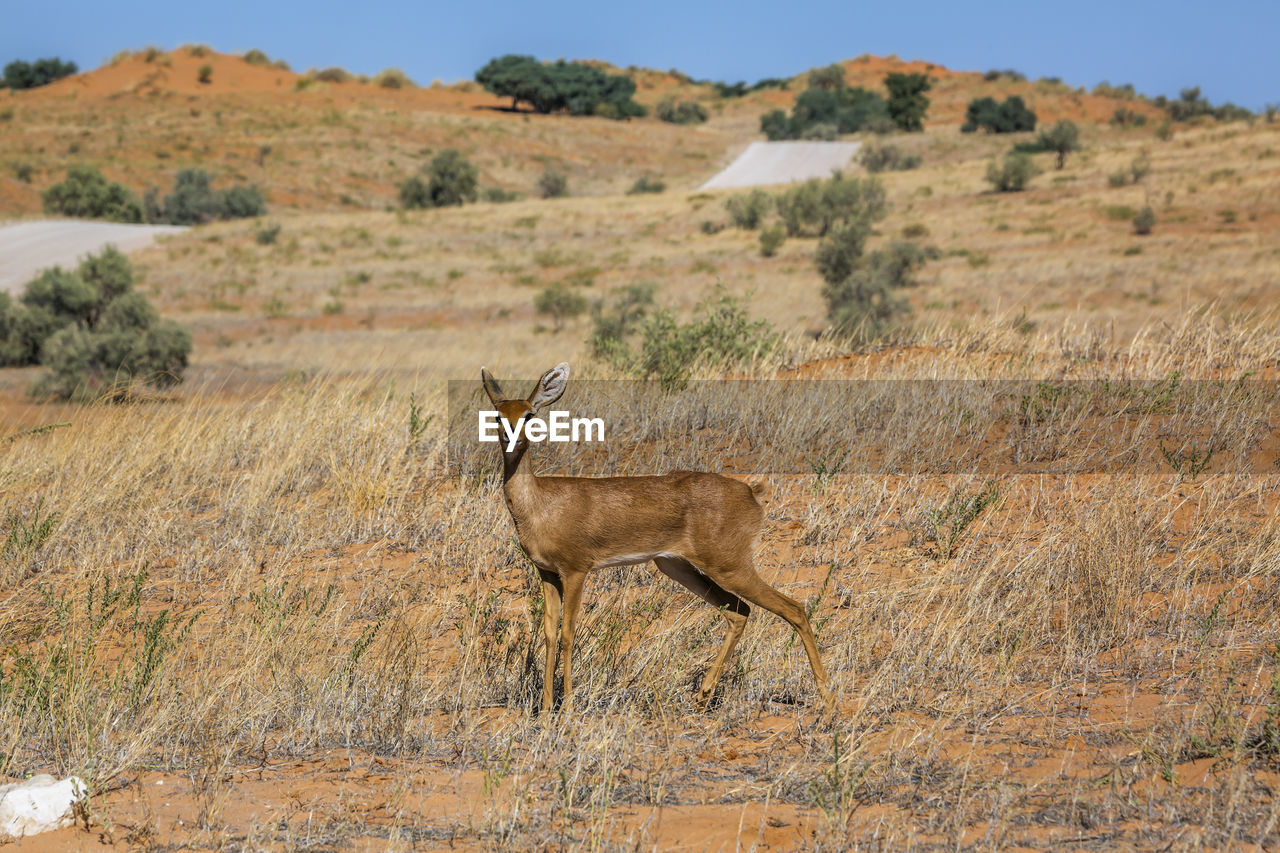 Steenbok female in dry land scenery in kruger national park, south africa 