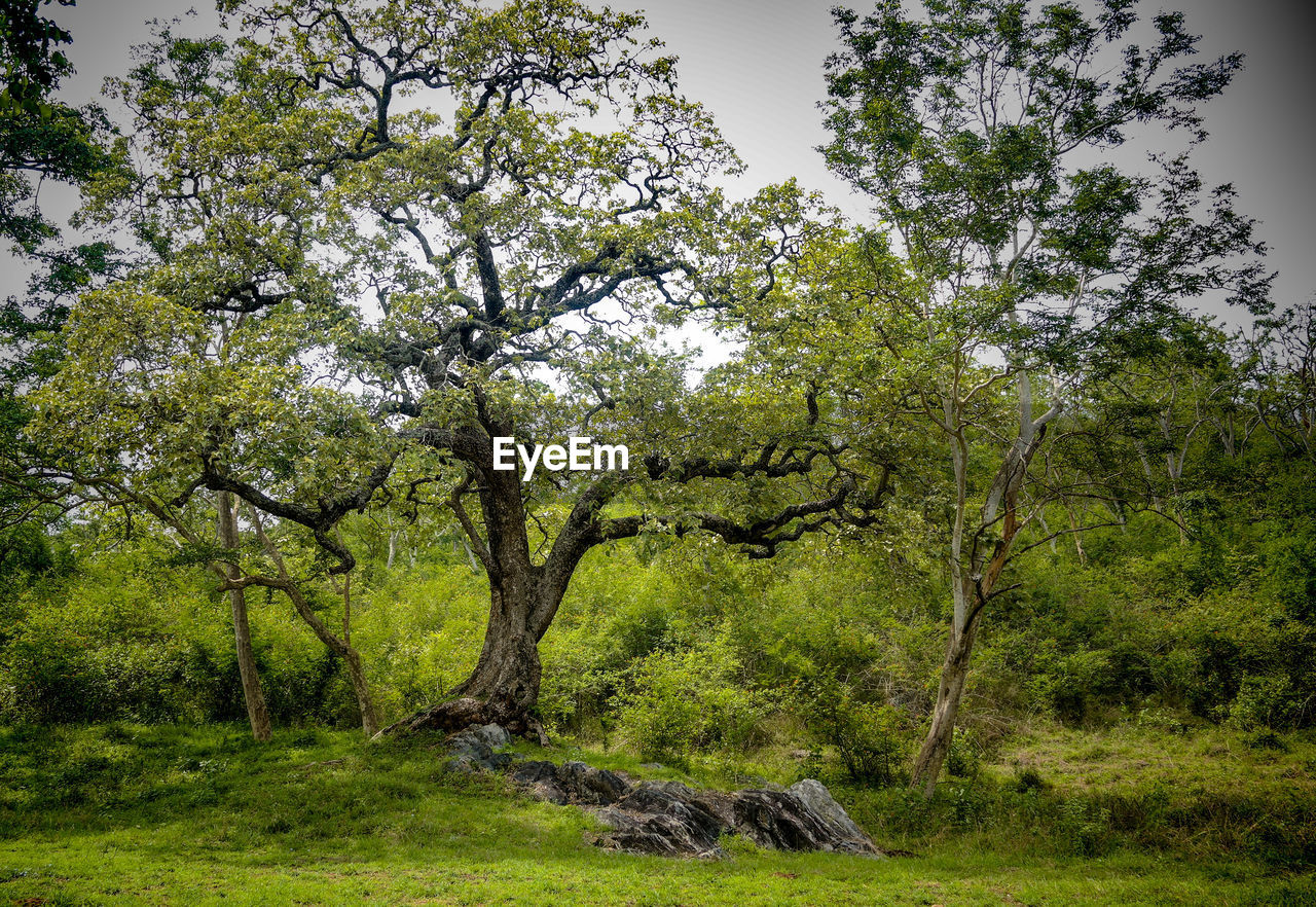 VIEW OF TREES ON LANDSCAPE