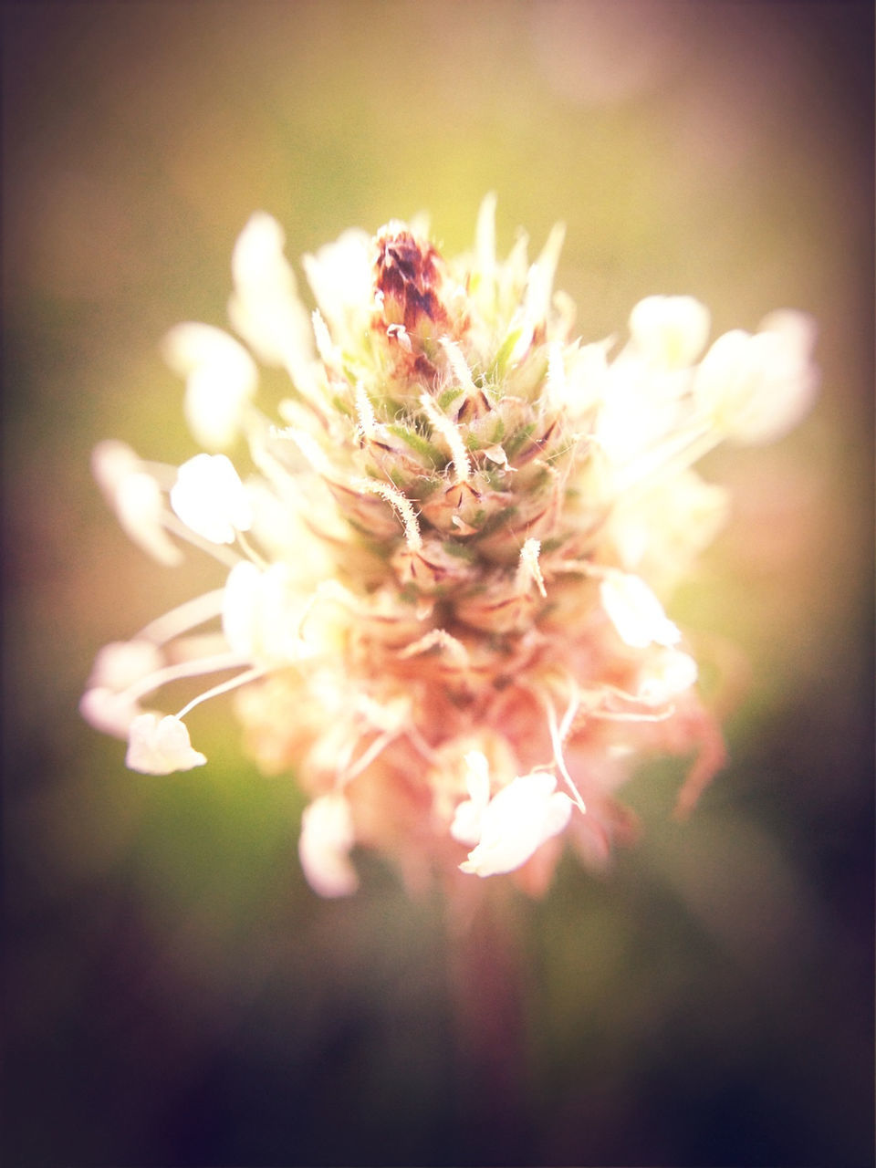 CLOSE-UP OF FLOWERS BLOOMING IN PARK