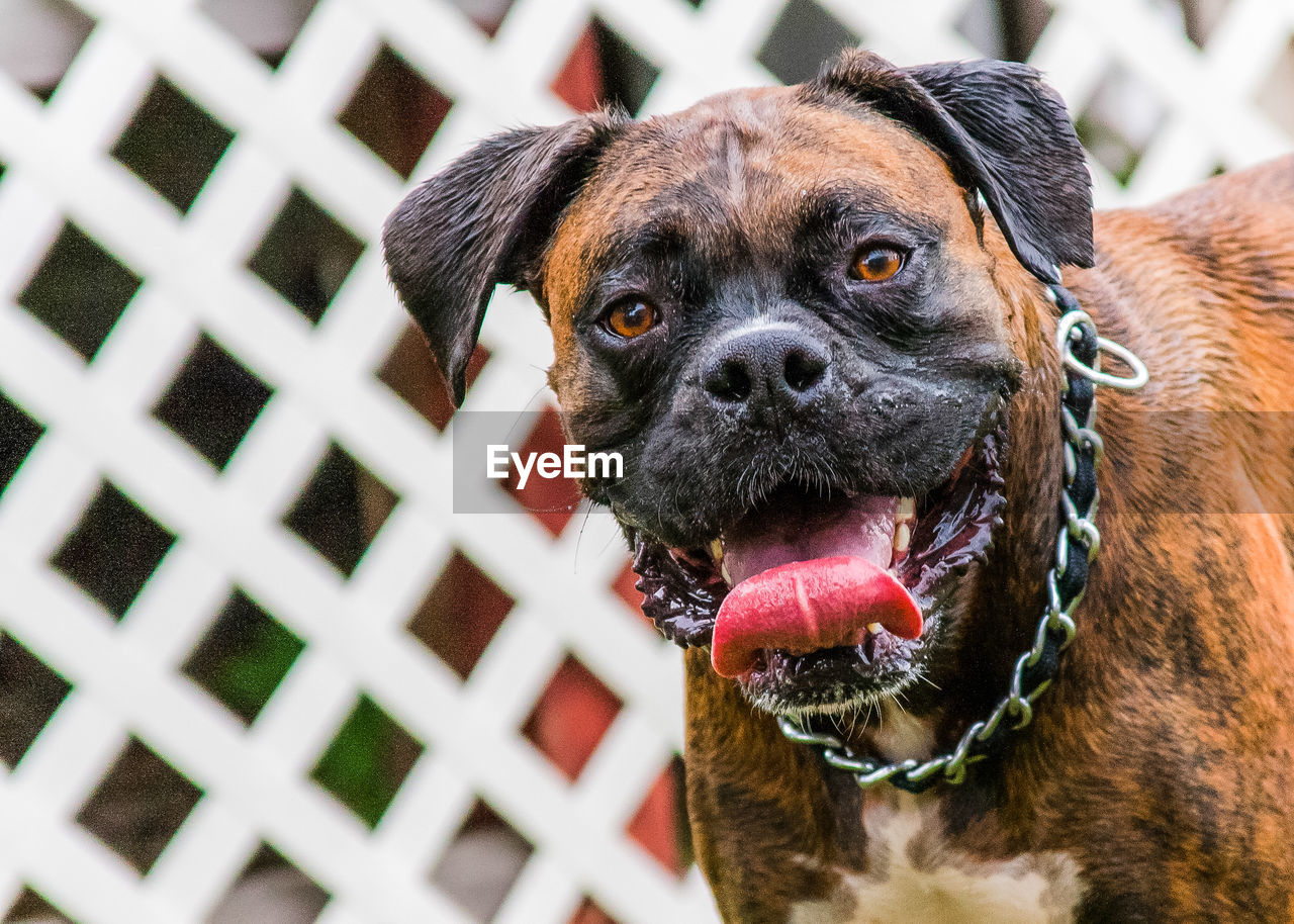 Portrait of boxer dog against fence
