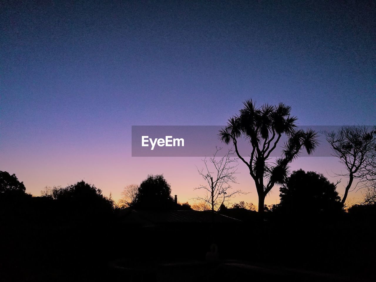 SILHOUETTE TREES AGAINST CLEAR SKY