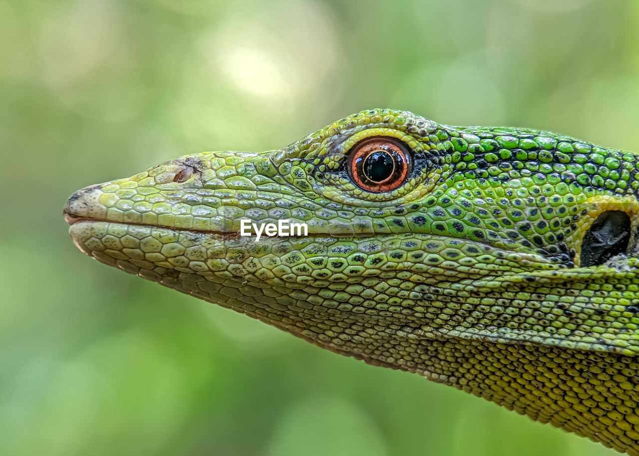 Close-up of lizard