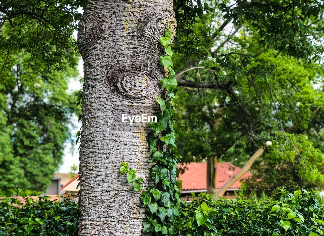 VIEW OF TREE TRUNK IN FOREST