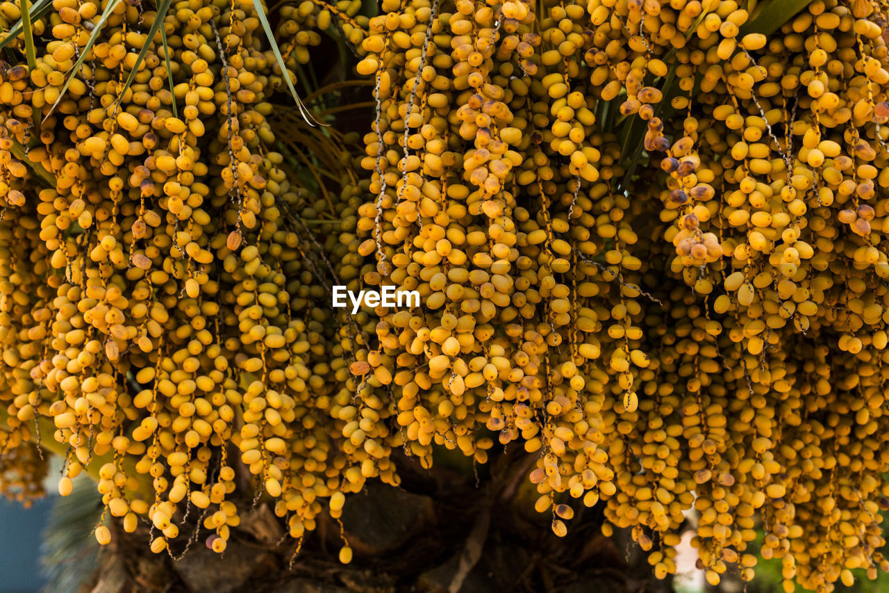 FULL FRAME SHOT OF YELLOW FLOWERING PLANT HANGING