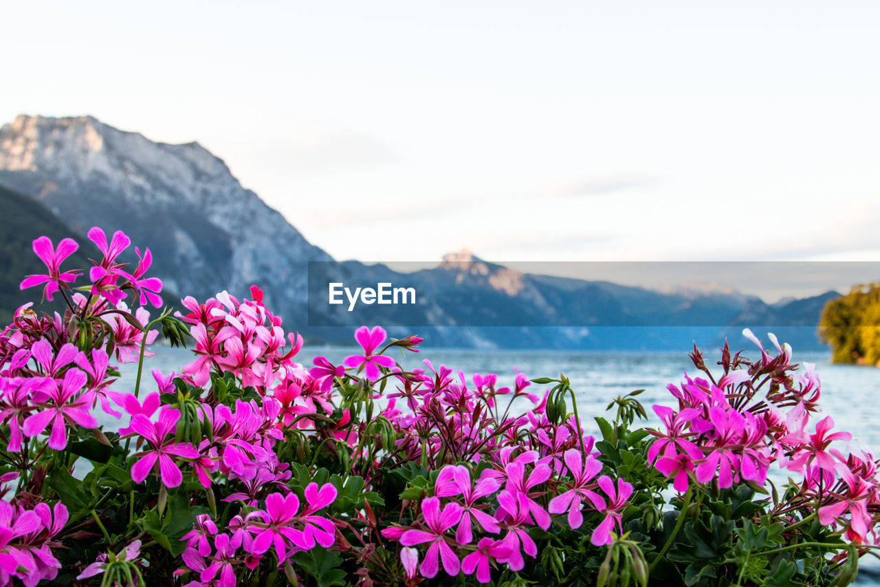 CLOSE-UP OF FRESH PINK FLOWERS AGAINST SKY